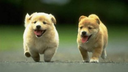 PET MANIA: Bolile de sezon la animale