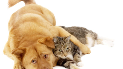 Cina de Crăciun este dăunătoare animalelor de companie