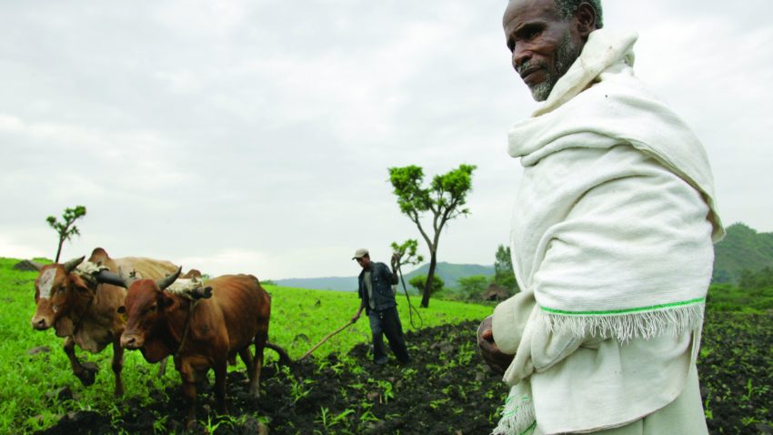 Omul modern are oasele picioarelor mai fragile, din cauza agriculturii