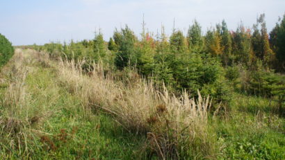 Mare Nostrum promovează agricultura forestieră