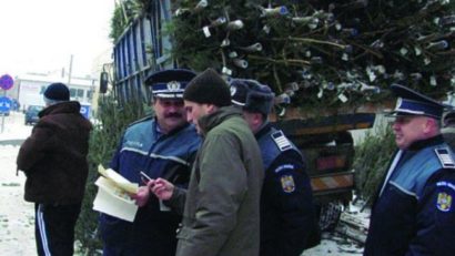 Ecologiştii sunt împotriva tăierii abuzive a brazilor pentru Crăciun:iată ce ne îndeamnă să facem!
