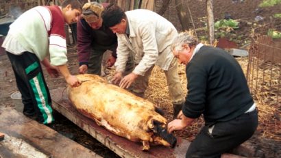 Câţi porci mănâncă românii de sărbători ?