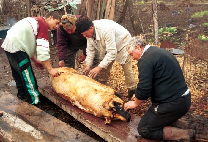 Câţi porci mănâncă românii de sărbători ?