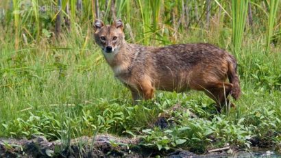 Controverse privind vânătoarea controlată a animalelor sălbatice din deltă
