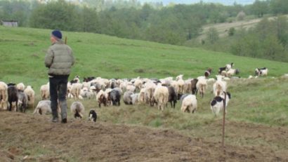 Furt de oi de la o stână din Somova