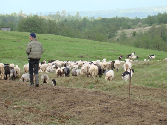 Furt de oi de la o stână din Somova