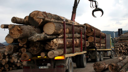 Transport ilegal de lemn la Cernavodă