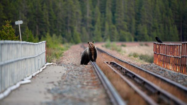 (VIDEO) Urs lovit de tren în Rusia, în uralele mecanicilor
