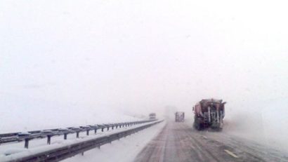 Asta mai lipsea! Ger „condimentat” cu COD GALBEN de vânt în Dobrogea