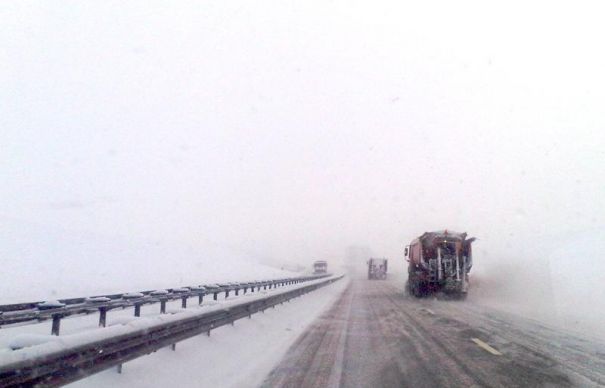 Asta mai lipsea! Ger „condimentat” cu COD GALBEN de vânt în Dobrogea