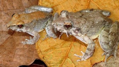 O specie unică de broaşte care naşte mormoloci vii, descoperită în Indonezia
