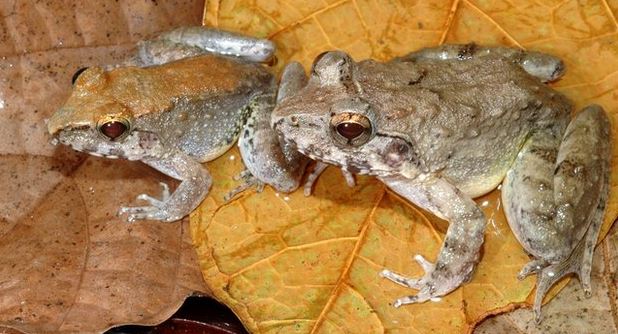 O specie unică de broaşte care naşte mormoloci vii, descoperită în Indonezia