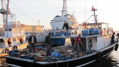 Marea Neagră, considerată zonă de risc piscicol din cauza pescadoarelor turceşti
