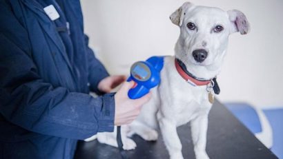 Ce amendă riscaţi dacă aveţi un câine fără microcip