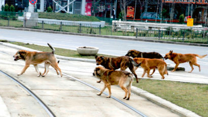 GROAZNIC. Câini maidanezi din România, exportaţi pentru zoofilie