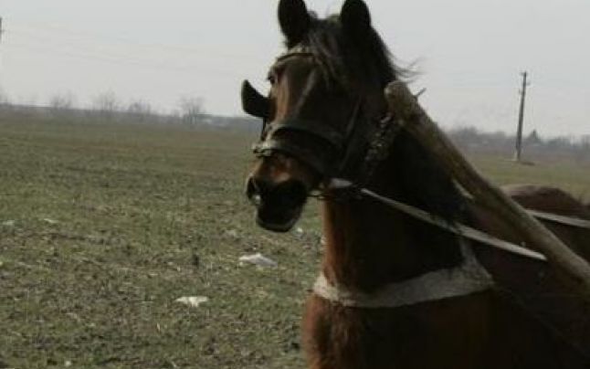 Un minor din Aliman a furat calul din curtea vecinei!