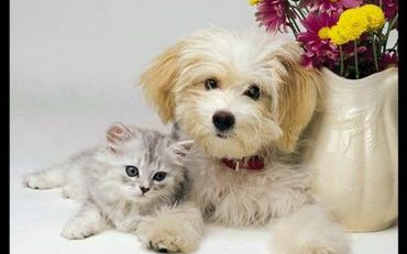(AUDIO) PET MANIA: Cum pot fi apărate animalele de frig?
