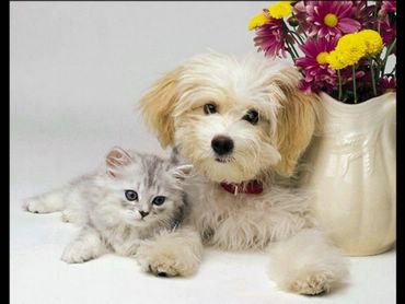 (AUDIO) PET MANIA: Cum pot fi apărate animalele de frig?