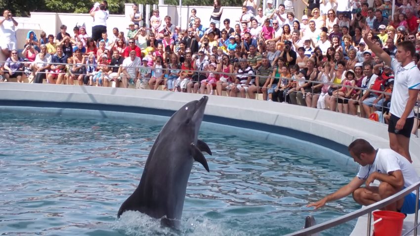 Dilemă la Delfinariul din Constanţa: cumpărăm un nou delfin, sau îl închiriem?