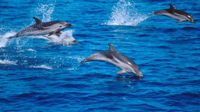 „Delfini şi Oameni – Dolphin Watching, o alternativă durabilă de dezvoltare”