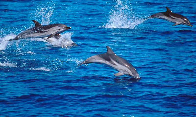 „Delfini şi Oameni – Dolphin Watching, o alternativă durabilă de dezvoltare”