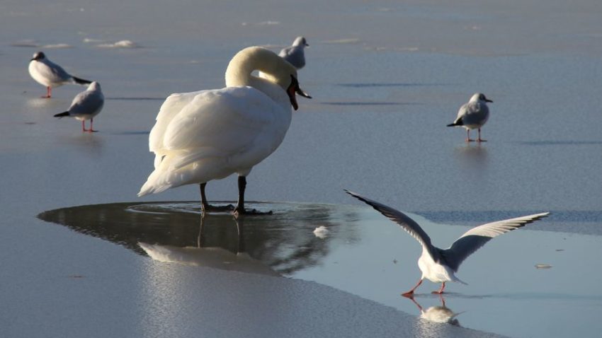 (UPDATE) Lebădă prinsă în gheaţa de pe lacul Tăbăcăriei