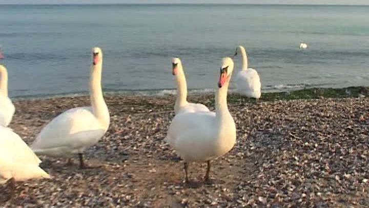 Au venit lebedele în Golful Turcului, la Eforie
