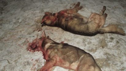 Specialiştii sanitar veterinari constănţeni au stabilit ce fel de animale au atacat ieri gospodariile din Valu lui Traian