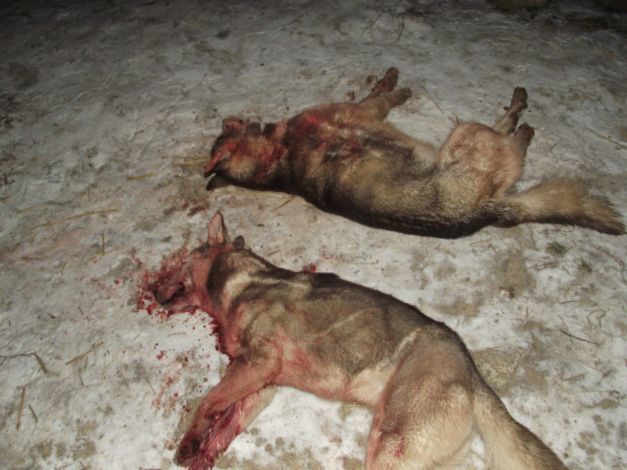 Specialiştii sanitar veterinari constănţeni au stabilit ce fel de animale au atacat ieri gospodariile din Valu lui Traian