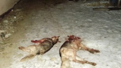 (UPDATE). De frig şi foame. LUPII au dat atacul într-o gospodărie din Valu lui Traian