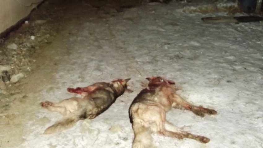 (UPDATE). De frig şi foame. LUPII au dat atacul într-o gospodărie din Valu lui Traian