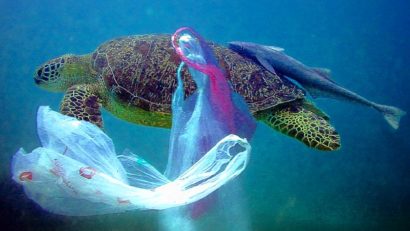 Viaţa în oceane, în pericol de EXTINCŢIE