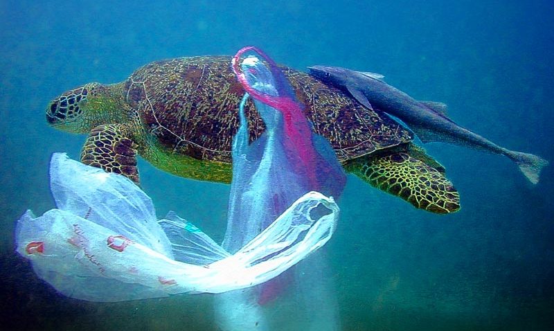 Viaţa în oceane, în pericol de EXTINCŢIE