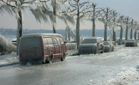 Cod galben de POLEI în Dobrogea