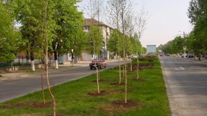 După ce a ignorat problema ani de zile, Primăria Constanţa reface „plămânul verde” al oraşului