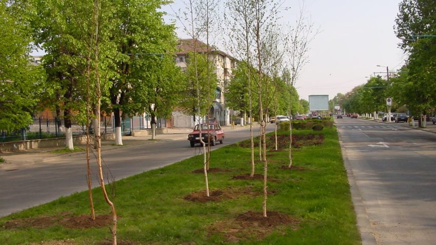 După ce a ignorat problema ani de zile, Primăria Constanţa reface „plămânul verde” al oraşului