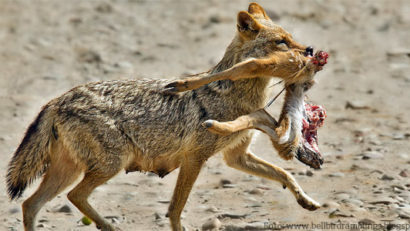 Vânarea speciilor de animale care creează probleme în Deltă, amânată