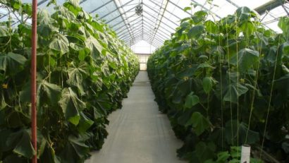 Solarii de legume gratuite pentru satele constănţene