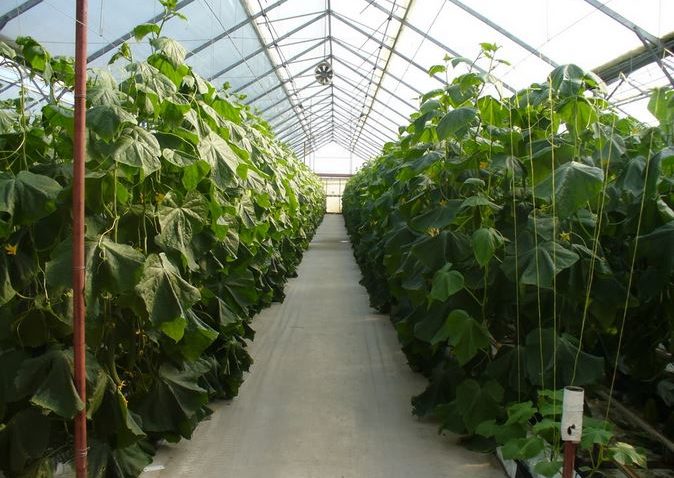 Solarii de legume gratuite pentru satele constănţene