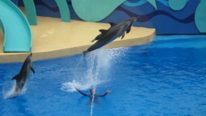 Şedinţe foto cu delfini, la Constanţa. În curând şi sesiuni de terapie