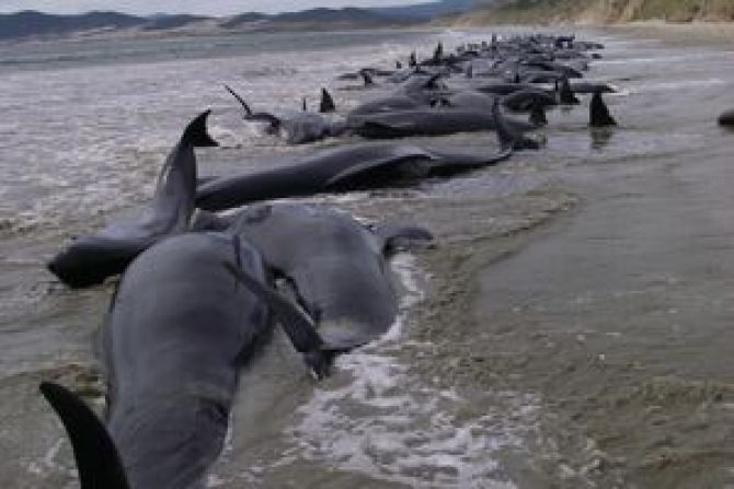 Peste 100 de balene moarte pe o plajă neozeelandeză
