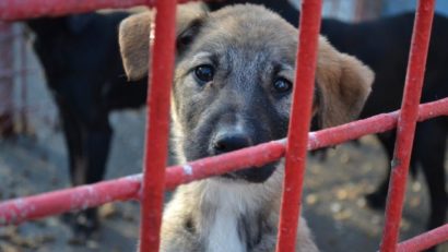 Ce acte vă trebuie ca să adoptaţi un câine din ecarisajul Constanţa