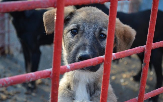 Ce acte vă trebuie ca să adoptaţi un câine din ecarisajul Constanţa