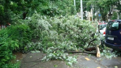 Accident ciudat pe bulevardul Tomis – o persoană rănită de o creangă
