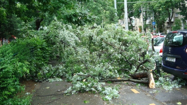Accident ciudat pe bulevardul Tomis – o persoană rănită de o creangă