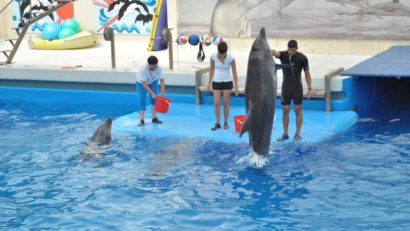 Apel la sponsorizări pentru antrenorii de delfini
