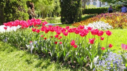 Voluntarii vor amenaja o mini-grădină botanică la Constanţa