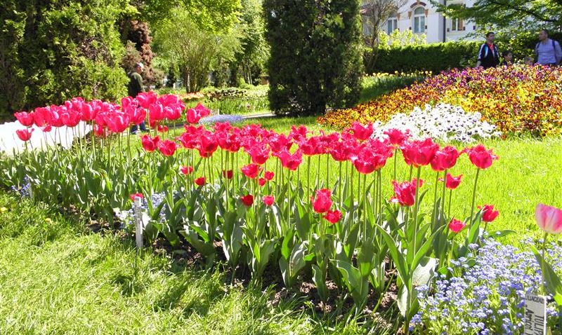 Voluntarii vor amenaja o mini-grădină botanică la Constanţa