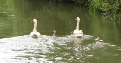 Natura, în pericol. Cine contribuie la degradarea ariilor naturale protejate din Dobrogea