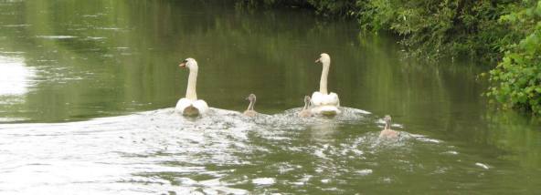 Natura, în pericol. Cine contribuie la degradarea ariilor naturale protejate din Dobrogea